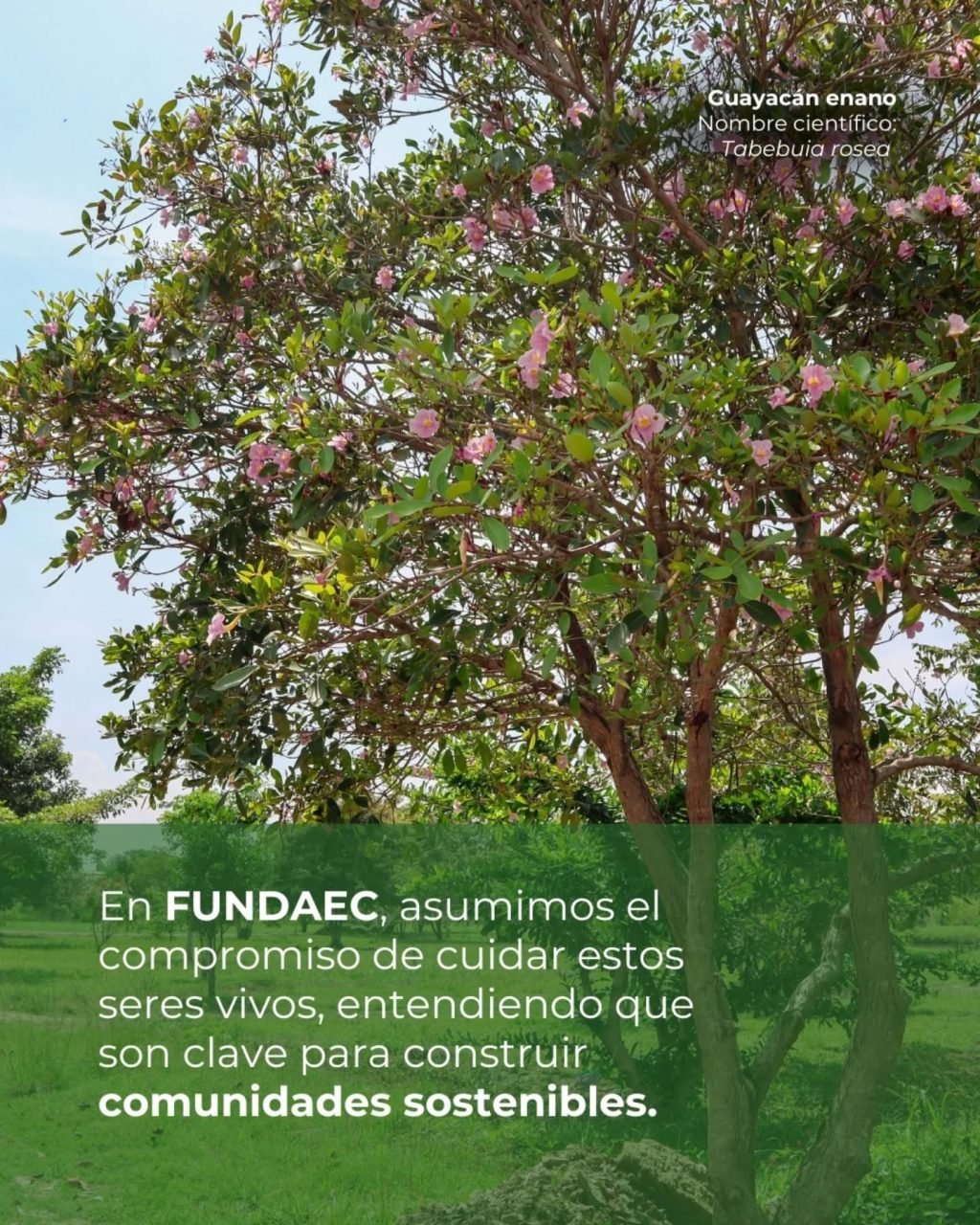 Instagram post from fundaec_org. This post is in position 1.